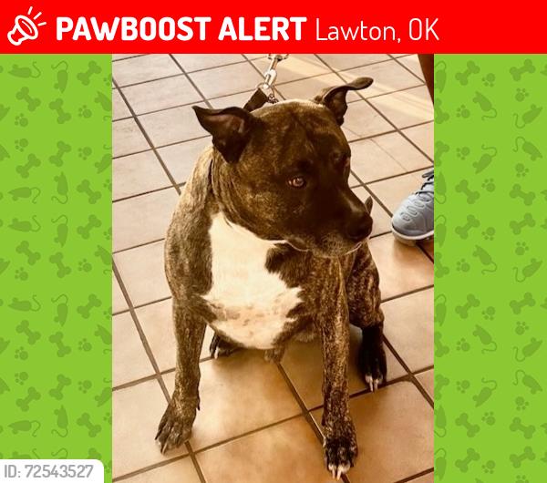 Lost Male Dog last seen Horton and Chestnut in Crosby Park area Lawton OK, Lawton, OK 73505