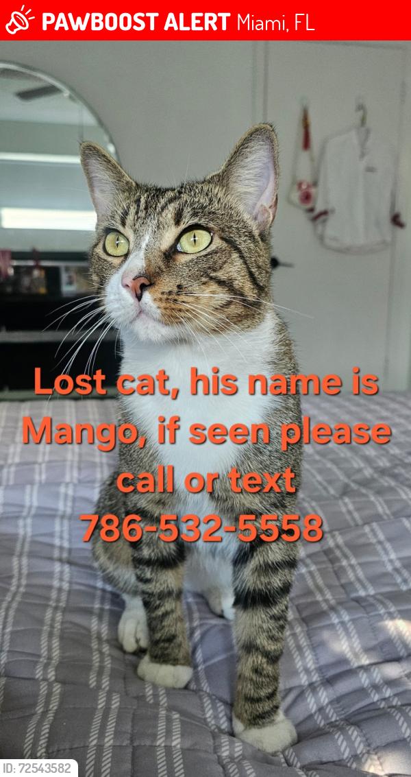 Lost Male Cat last seen Near SW 146th Ave, Miami FL 33186, Miami, FL 33186