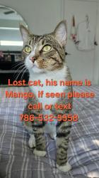Lost Male Cat last seen Near SW 146th Ave, Miami FL 33186, Miami, FL 33186
