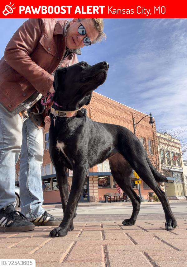 Lost Female Dog last seen 20th and Grand Blvd Crossroads downtown KCMO, Kansas City, MO 64108
