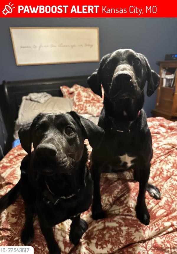 Lost Male Dog last seen 20th and Grand Blvd crossroad's downtown KCMO, Kansas City, MO 64108