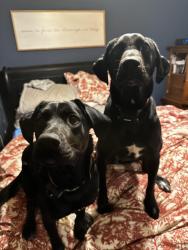 Lost Male Dog last seen 20th and Grand Blvd crossroad's downtown KCMO, Kansas City, MO 64108
