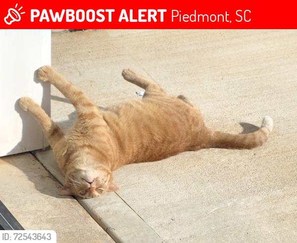 Lost Male Cat last seen West Georgia Rd, Piedmont, SC 29673