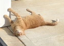 Lost Male Cat last seen West Georgia Rd, Piedmont, SC 29673