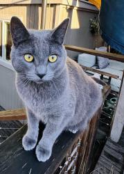 Lost Female Cat last seen Evanston ave N and Fremont place N, Shoreline, WA 98177