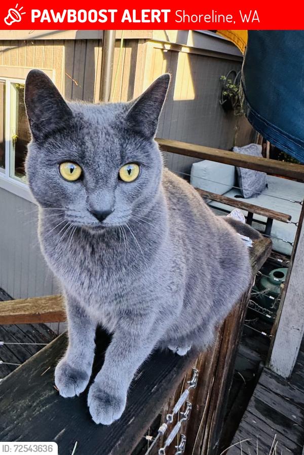 Lost Female Cat last seen Evanston ave N and Fremont place N, Shoreline, WA 98177