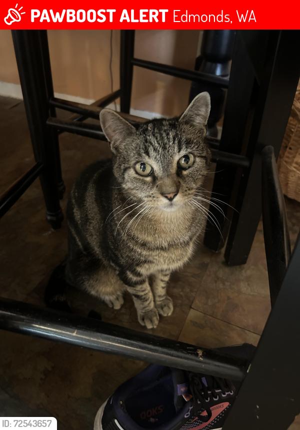Lost Male Cat last seen Caspers St & Holy Rosary, Edmonds, WA 98020