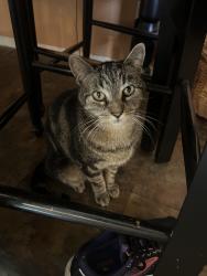 Lost Male Cat last seen Caspers St & Holy Rosary, Edmonds, WA 98020