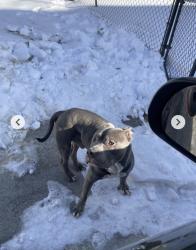 Lost Male Dog last seen Hillensburg, Baltimore, MD 21201