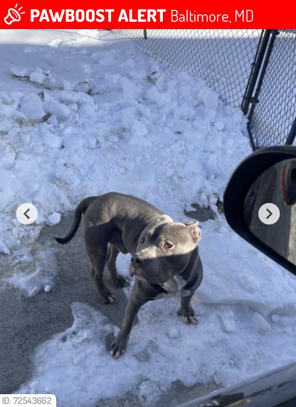 Lost Male Dog last seen Hillensburg, Baltimore, MD 21201