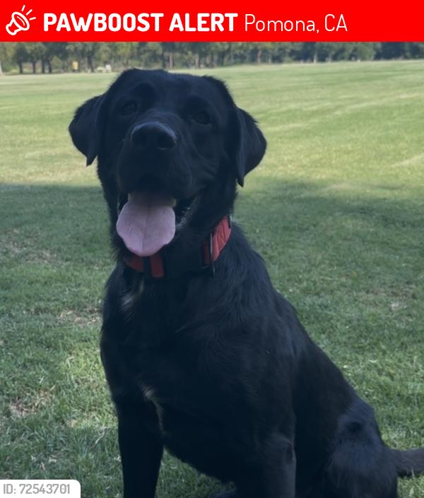 Lost Male Dog last seen E Monterey ave, Pomona, CA 91767