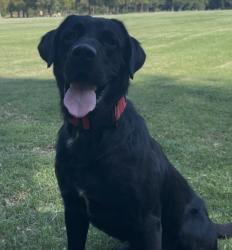Lost Male Dog last seen E Monterey ave, Pomona, CA 91767