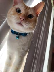 Lost Male Cat last seen Mills Ave and Pradera Ave Montclair ca, Montclair, CA 91763