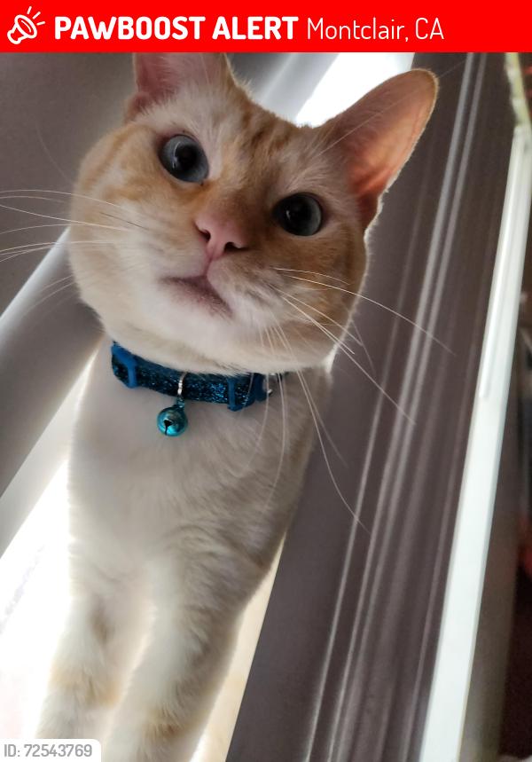 Lost Male Cat last seen Mills Ave and Pradera Ave Montclair ca, Montclair, CA 91763