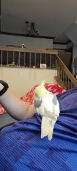 Lost Male Bird last seen N/A, Ontario, CA 91762
