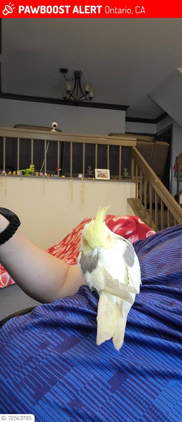 Lost Male Bird last seen N/A, Ontario, CA 91762