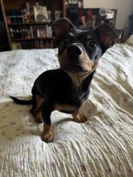 Lost Male Dog last seen Close to Liberty elementary , Broken Arrow, OK 74014