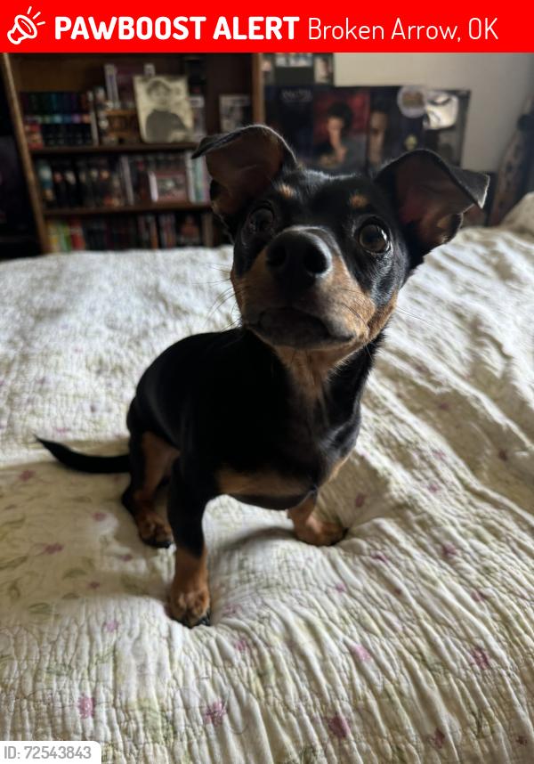 Lost Male Dog last seen Close to Liberty elementary , Broken Arrow, OK 74014