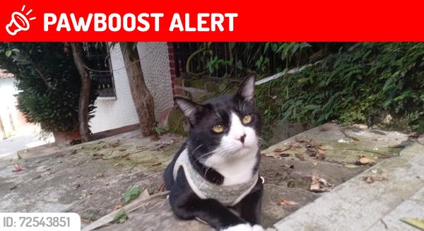 Lost Male Cat last seen Barrio 2 de mayo cerca de la escuela preparatoria Simojovel , Simojovel de Allende, Chis. 29820