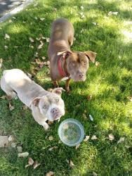 Lost Female Dog last seen Spokane county Superior courthouse, Spokane, WA 99260