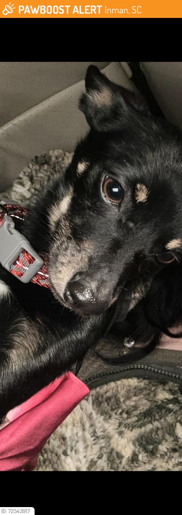 Found/Stray Male Dog last seen Inman SC, Inman, SC 29349