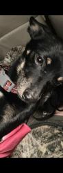 Found/Stray Male Dog last seen Inman SC, Inman, SC 29349