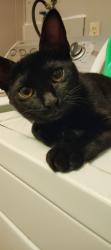 Lost Female Cat last seen Near and 441 by DJ and Gina's bar, Summerfield, FL 34491