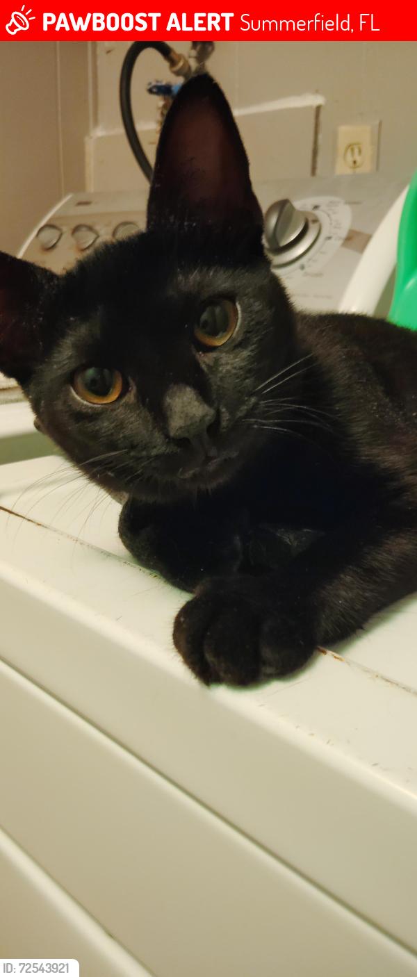Lost Female Cat last seen Near and 441 by DJ and Gina's bar, Summerfield, FL 34491