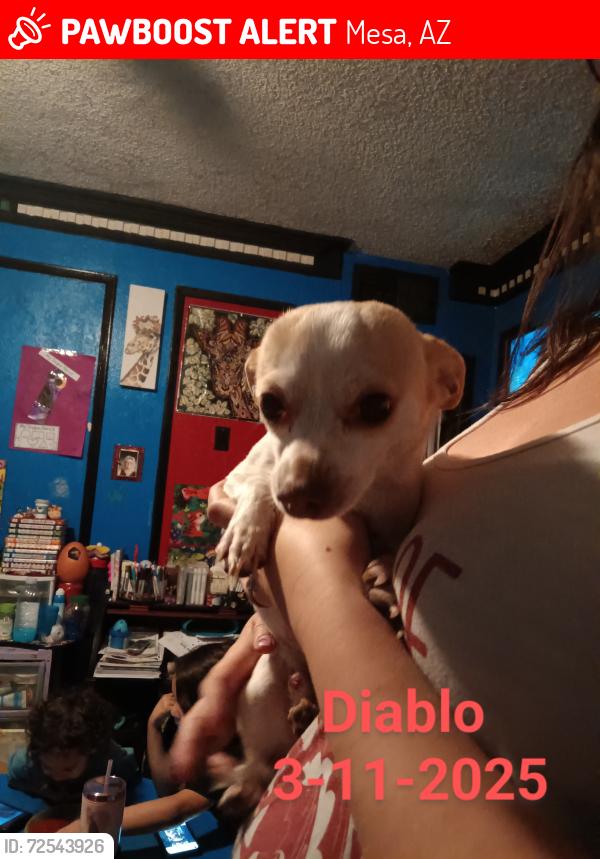 Lost Male Dog last seen 6th ave and Mesa dr, Mesa, AZ 85210
