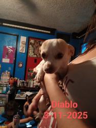 Lost Male Dog last seen 6th ave and Mesa dr, Mesa, AZ 85210