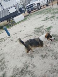 Lost Female Dog last seen County rd 528, Burleson, TX 76028