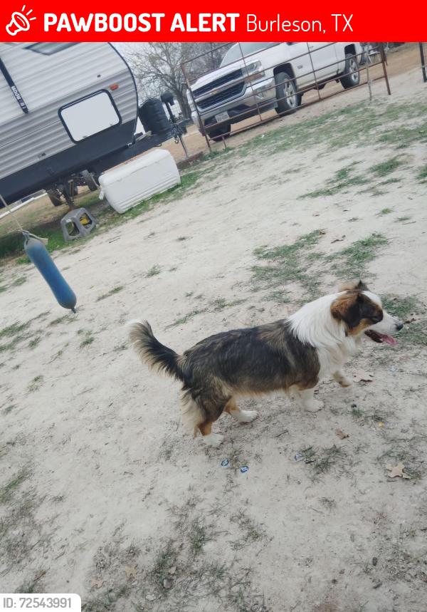 Lost Female Dog last seen County rd 528, Burleson, TX 76028