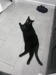 Lost Male Cat last seen Winkler, Fort Myers, FL 33916