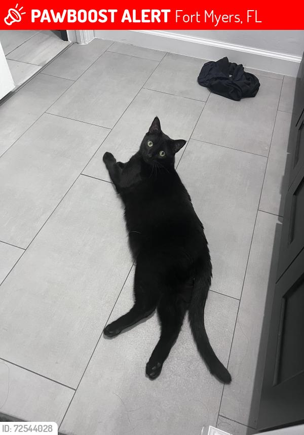 Lost Male Cat last seen Winkler, Fort Myers, FL 33916