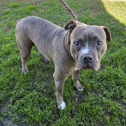 Found/Stray Female Dog last seen Near E 85th St, Los Angeles, CA 90001, Los Angeles, CA 90001