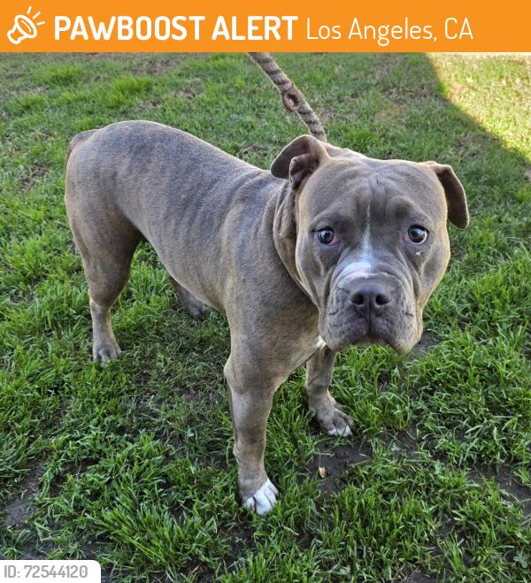 Found/Stray Female Dog last seen Near E 85th St, Los Angeles, CA 90001, Los Angeles, CA 90001