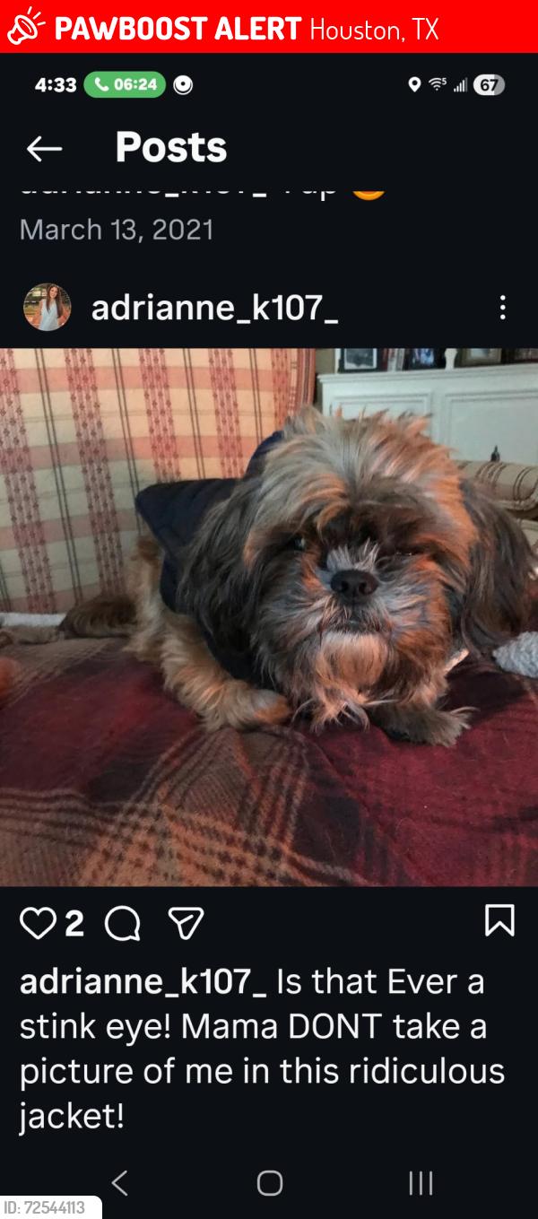 Lost Male Dog last seen Falling Creek/1960, Houston, TX 77068