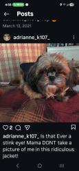 Lost Male Dog last seen Falling Creek/1960, Houston, TX 77068