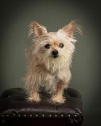 Lost Female Dog last seen Burton hill road, Westworth Village, TX 76114