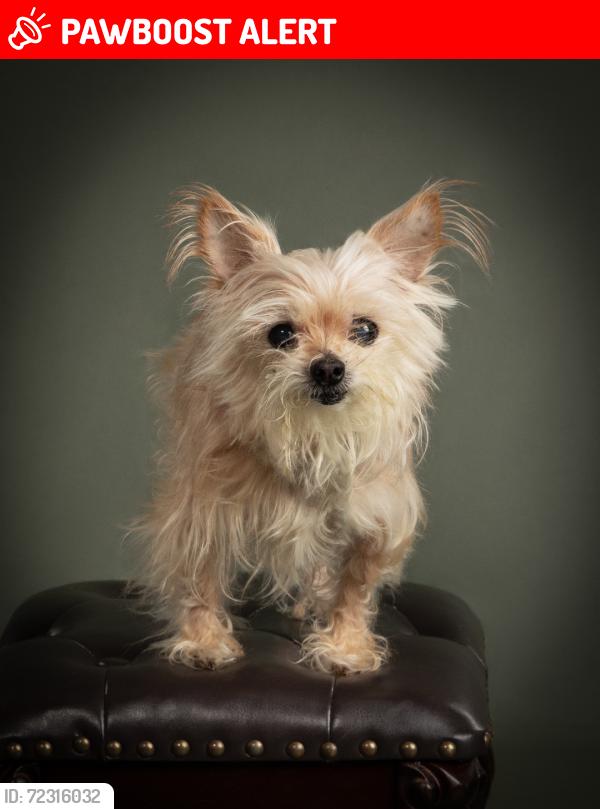 Lost Female Dog last seen Burton hill road, Westworth Village, TX 76114