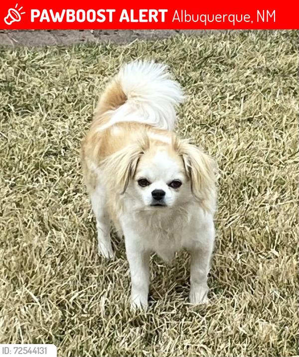 Lost Male Dog last seen Tuscarora Rd NW & Mogollon Dr. NW, Albuquerque, NM 87114