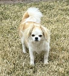 Lost Male Dog last seen Tuscarora Rd NW & Mogollon Dr. NW, Albuquerque, NM 87114