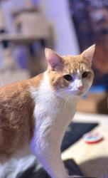 Lost Male Cat last seen Near and Glisan, Portland, OR 97209