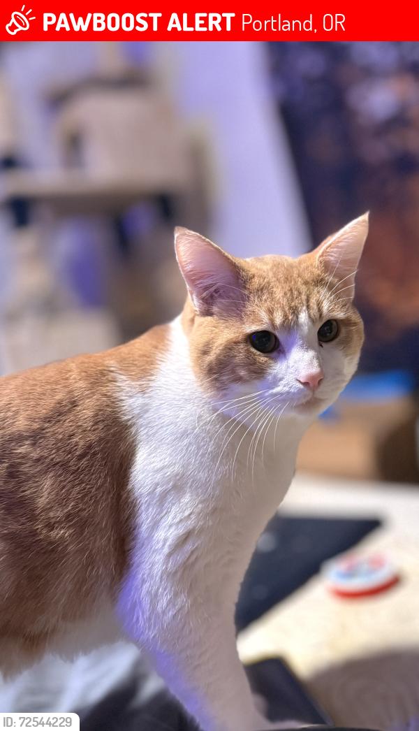 Lost Male Cat last seen Near and Glisan, Portland, OR 97209