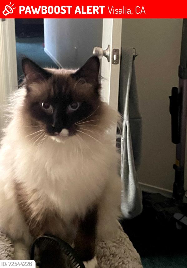 Lost Male Cat last seen Arroyo, Rio Linda's, Howard , Visalia, CA 93292