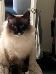 Lost Male Cat last seen Arroyo, Rio Linda's, Howard , Visalia, CA 93292