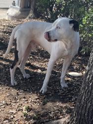Found/Stray Male Dog last seen Southmore & Emancipatiô, Houston, TX 77004