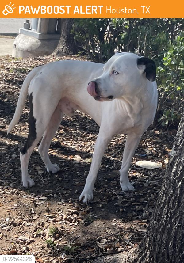 Found/Stray Male Dog last seen Southmore & Emancipatiô, Houston, TX 77004