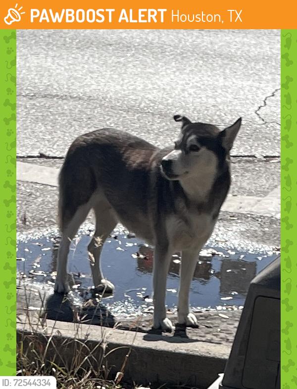 Found/Stray Unknown Dog last seen Souhthmore + Emancipation, Houston, TX 77004