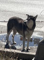 Found/Stray Unknown Dog last seen Souhthmore + Emancipation, Houston, TX 77004